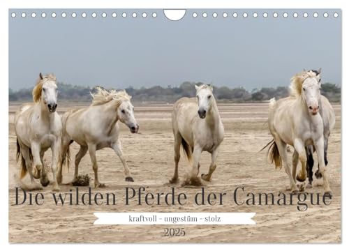 Die wilden Pferde der Camargue (Wandkalender 2025 DIN A4 quer), CALVENDO Monatskalender von CALVENDO