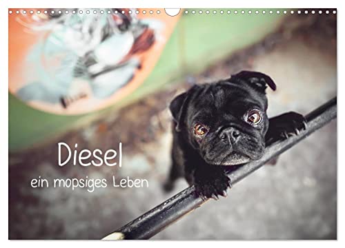 Diesel - ein mopsiges Leben (Wandkalender 2025 DIN A3 quer), CALVENDO Monatskalender von CALVENDO