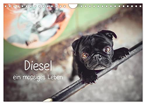 Diesel - ein mopsiges Leben (Wandkalender 2025 DIN A4 quer), CALVENDO Monatskalender von CALVENDO