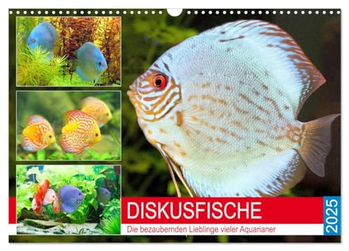 Diskusfische. Die bezaubernden Lieblinge vieler Aquarianer (Wandkalender 2025 DIN A3 quer), CALVENDO Monatskalender von CALVENDO