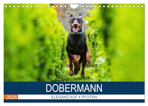 Dobermann 2025 (Wandkalender 2025 DIN A4 quer), CALVENDO Monatskalender von CALVENDO