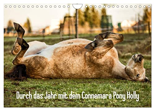 Durch das Jahr mit dem Connemara Pony Holly (Wandkalender 2025 DIN A4 quer), CALVENDO Monatskalender von CALVENDO