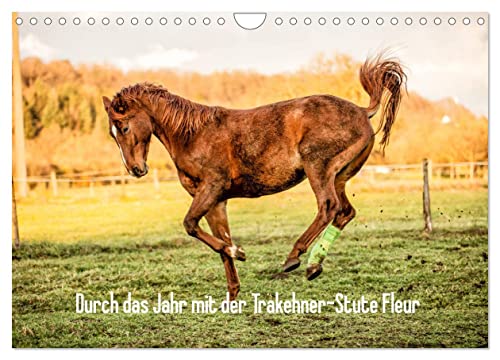 Durch das Jahr mit der Trakehner-Stute Fleur (Wandkalender 2025 DIN A4 quer), CALVENDO Monatskalender von CALVENDO