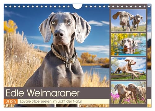 Edle Weimaraner. Loyale Silberseelen im Licht der Natur (Wandkalender 2026 DIN A4 quer), CALVENDO Monatskalender von CALVENDO