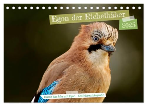 Egon der Eichelhäher - Durch das Jahr mit Egon - von Ostfriesenfotografie (Tischkalender 2025 DIN A5 quer), CALVENDO Monatskalender von CALVENDO