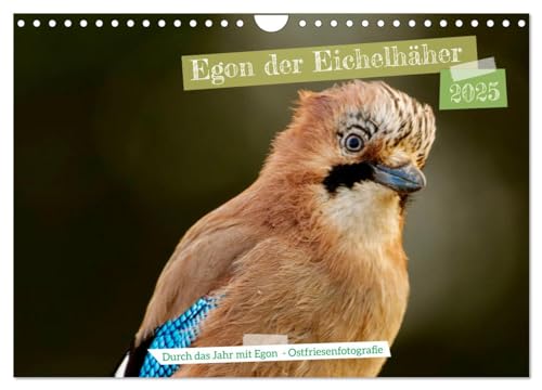 Egon der Eichelhäher - Durch das Jahr mit Egon - von Ostfriesenfotografie (Wandkalender 2025 DIN A4 quer), CALVENDO Monatskalender von CALVENDO