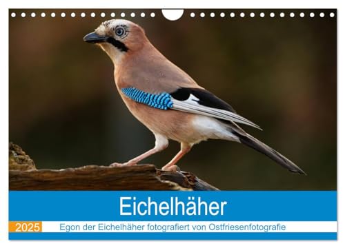 Eichelhäher - Egon der Eichelhäher fotografiert von Ostfriesenfotografie (Wandkalender 2025 DIN A4 quer), CALVENDO Monatskalender von CALVENDO