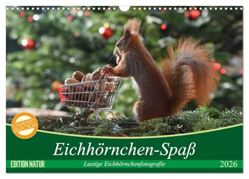 Eichhörnchen-Spaß (Wandkalender 2026 DIN A3 quer), CALVENDO Monatskalender: Lustige Eichhörnchenfotografie (CALVENDO Tiere) von Calvendo
