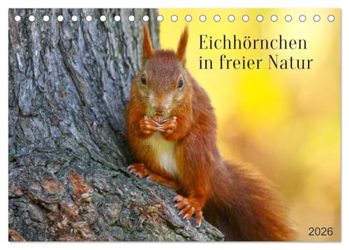Eichhörnchen in freier Natur (Tischkalender 2026 DIN A5 quer), CALVENDO Monatskalender von CALVENDO