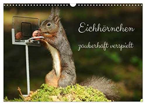 Eichhörnchen - zauberhaft verspielt (Wandkalender 2026 DIN A3 quer), CALVENDO Monatskalender von CALVENDO