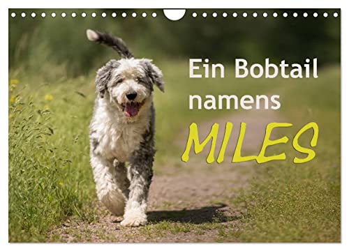 Ein Bobtail namens Miles (Wandkalender 2025 DIN A4 quer), CALVENDO Monatskalender von CALVENDO