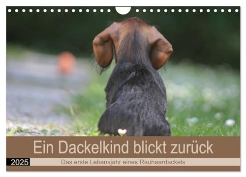 Ein Dackelkind blickt zurück (Wandkalender 2025 DIN A4 quer), CALVENDO Monatskalender von CALVENDO