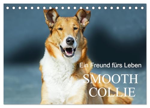 Ein Freund fürs Leben - Smooth Collie (Tischkalender 2025 DIN A5 quer), CALVENDO Monatskalender von CALVENDO