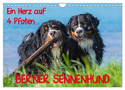 Ein Herz auf 4 Pfoten - Berner Sennenhund (Wandkalender 2025 DIN A4 quer), CALVENDO Monatskalender von CALVENDO