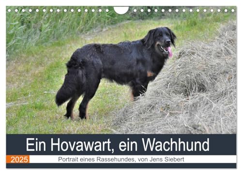 Ein Hovawart, ein Wachhund (Wandkalender 2025 DIN A4 quer), CALVENDO Monatskalender von CALVENDO