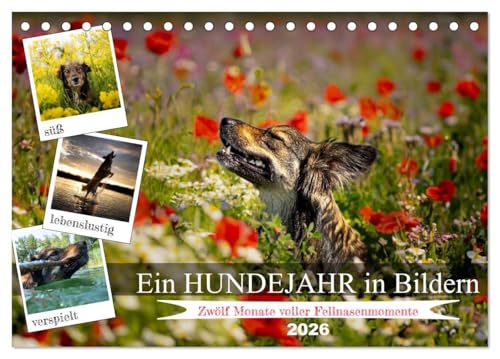 Ein Hundejahr in Bildern (Tischkalender 2026 DIN A5 quer), CALVENDO Monatskalender: Erleben Sie die Jahreszeiten aus der Perspektive eines treuen ... in zwölf fesselnden Fotos. (CALVENDO Tiere) von Calvendo