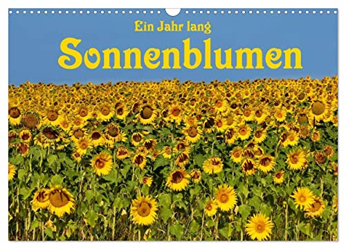 Ein Jahr lang Sonnenblumen (Wandkalender 2025 DIN A3 quer), CALVENDO Monatskalender von CALVENDO