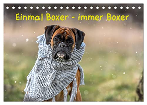 Einmal Boxer - immer Boxer (Tischkalender 2025 DIN A5 quer), CALVENDO Monatskalender von CALVENDO