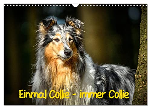 Einmal Collie - immer Collie (Wandkalender 2025 DIN A3 quer), CALVENDO Monatskalender von CALVENDO