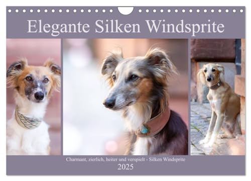 Elegante Silken Windsprite (Wandkalender 2025 DIN A4 quer), CALVENDO Monatskalender von CALVENDO
