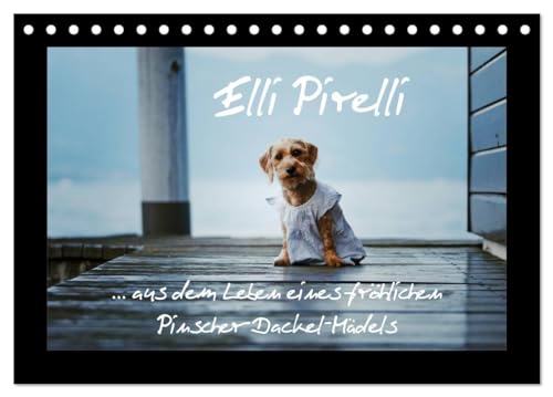 Elli Pirelli... aus dem Leben eines fröhlichen Pinscher-Dackel-Mädels (Tischkalender 2025 DIN A5 quer), CALVENDO Monatskalender (CALVENDO Tiere) von CALVENDO