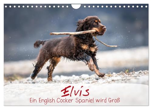Elvis ein Engl. Cocker Spaniel wird Groß (Wandkalender 2025 DIN A4 quer), CALVENDO Monatskalender von CALVENDO