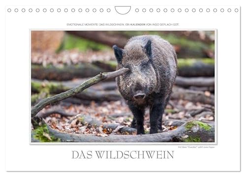 Emotionale Momente: Das Wildschwein. / CH-Version (Wandkalender 2026 DIN A4 quer), CALVENDO Monatskalender: Wundervolle Aufnahmen vom Wildschwein in den Jahreszeiten. (CALVENDO Tiere) von Calvendo