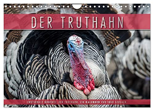 Emotionale Momente: Der Truthahn. (Wandkalender 2025 DIN A4 quer), CALVENDO Monatskalender von CALVENDO