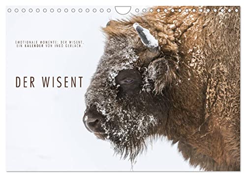 Emotionale Momente: Der Wisent. (Wandkalender 2025 DIN A4 quer), CALVENDO Monatskalender von CALVENDO