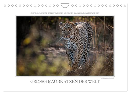 Emotionale Momente: Große Raubkatzen der Welt. (Wandkalender 2026 DIN A4 quer), CALVENDO Monatskalender: Ob Tiger, Leopard oder Löwe - die große ... diesen Kalender ausgesucht. (CALVENDO Tiere) von CALVENDO