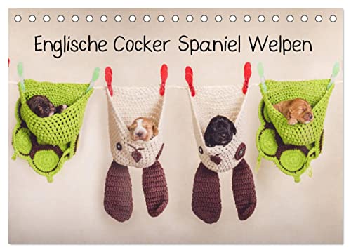 Englische Cocker Spaniel Welpen (Tischkalender 2025 DIN A5 quer), CALVENDO Monatskalender von CALVENDO