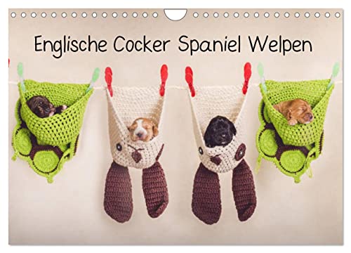 Englische Cocker Spaniel Welpen (Wandkalender 2025 DIN A4 quer), CALVENDO Monatskalender von CALVENDO