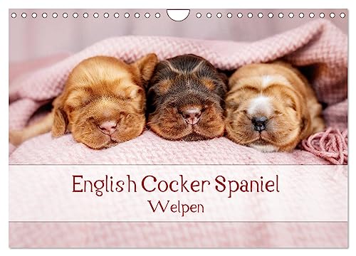 English Cocker Spaniel Welpen (Wandkalender 2025 DIN A4 quer), CALVENDO Monatskalender von CALVENDO