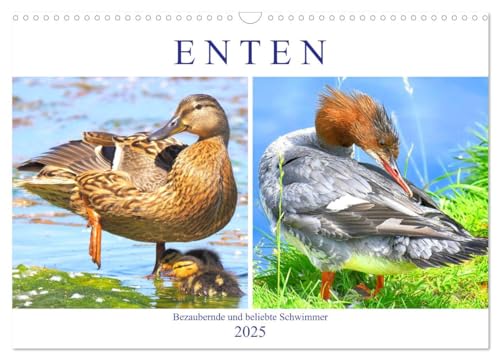 Enten. Bezaubernde und beliebte Schwimmer (Wandkalender 2025 DIN A3 quer), CALVENDO Monatskalender von CALVENDO