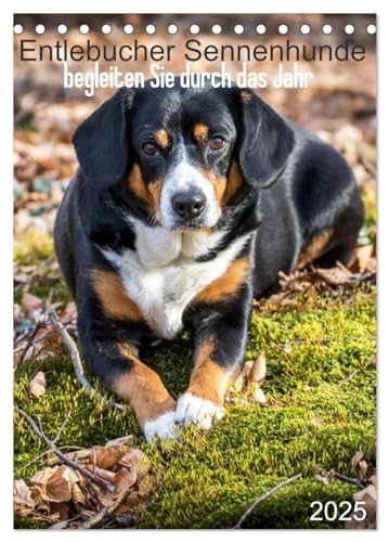 Entlebucher Sennenhunde begleiten Sie durch das Jahr (Tischkalender 2025 DIN A5 hoch), CALVENDO Monatskalender von CALVENDO