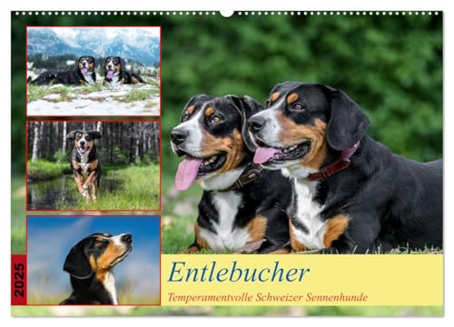 Entlebucher - Temperamentvolle Schweizer Sennenhunde (Wandkalender 2025 DIN A2 quer), CALVENDO Monatskalender von CALVENDO