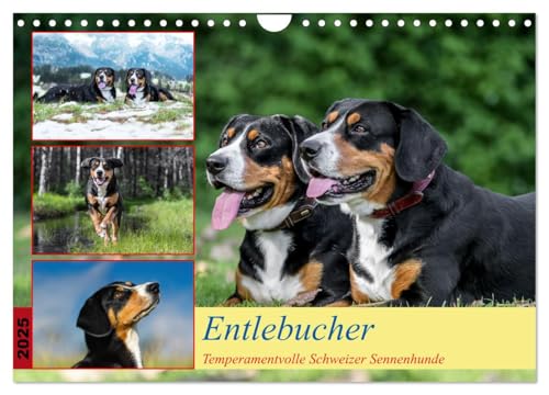 Entlebucher - Temperamentvolle Schweizer Sennenhunde (Wandkalender 2025 DIN A4 quer), CALVENDO Monatskalender von CALVENDO