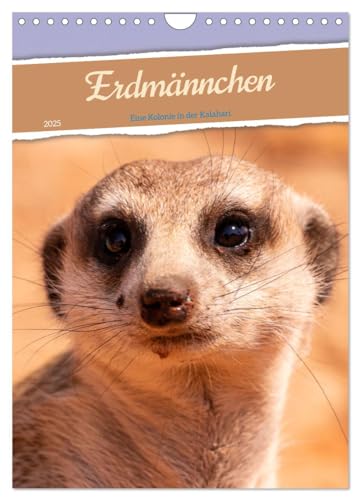Erdmännchen - Eine Kolonie in der Kalahari (Wandkalender 2025 DIN A4 hoch), CALVENDO Monatskalender von CALVENDO