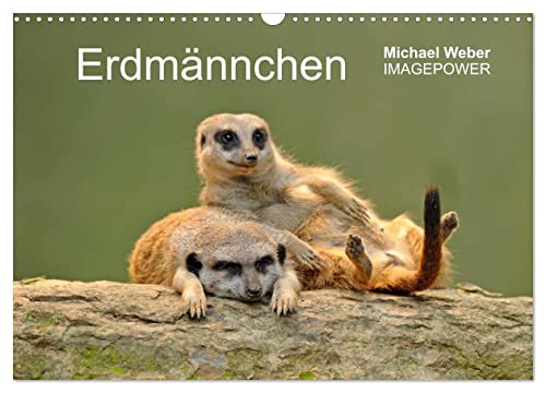Erdmännchen - Tierkinder (Wandkalender 2025 DIN A3 quer), CALVENDO Monatskalender von CALVENDO
