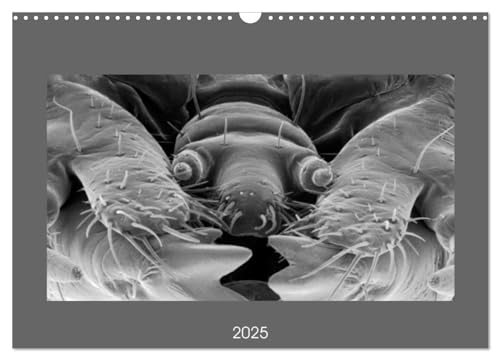 Erlebnis Mikrokosmos (Wandkalender 2025 DIN A3 quer), CALVENDO Monatskalender von CALVENDO