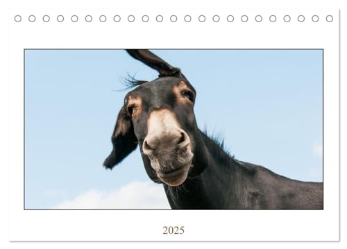 Esel Lebensfreude - Spaß mit Langohren (Tischkalender 2025 DIN A5 quer), CALVENDO Monatskalender von CALVENDO