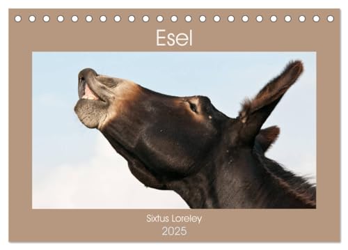 Esel - Sixtus Loreley (Tischkalender 2025 DIN A5 quer), CALVENDO Monatskalender von CALVENDO