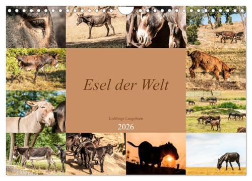 Esel der Welt - Lieblings Langohren (Wandkalender 2026 DIN A4 quer), CALVENDO Monatskalender: Seltene Eselrassen der Kulturen (CALVENDO Tiere) von Calvendo