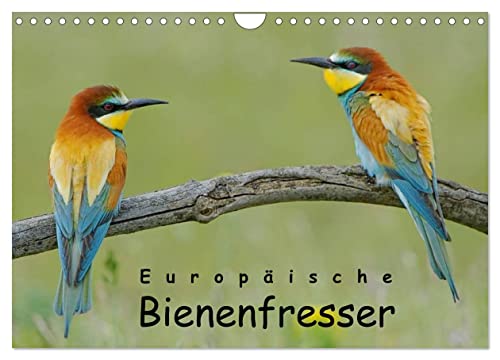 Europäische Bienenfresser (Wandkalender 2025 DIN A4 quer), CALVENDO Monatskalender von CALVENDO