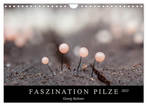 FASZINATION PILZE 2025 (Wandkalender 2025 DIN A4 quer), CALVENDO Monatskalender von CALVENDO
