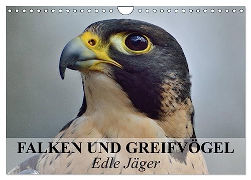 Falken und Greifvögel. Edle Jäger (Wandkalender 2025 DIN A4 quer), CALVENDO Monatskalender: Blitzschnelle und edle Jäger auch im Dienste der Menschen (CALVENDO Tiere) von Calvendo