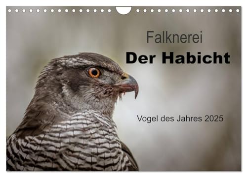 Falknerei Der Habicht (Wandkalender 2025 DIN A4 quer), CALVENDO Monatskalender von CALVENDO