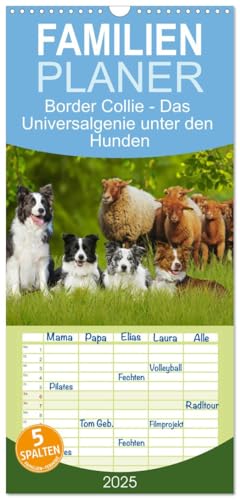 Familienplaner 2025 - Border Collie - Das Universalgenie unter den Hunden mit 5 Spalten (Wandkalender, 21 cm x 45 cm), CALVENDO