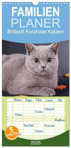 Familienplaner 2025 - Britisch Kurzhaar Katzen mit 5 Spalten (Wandkalender, 21 cm x 45 cm), CALVENDO