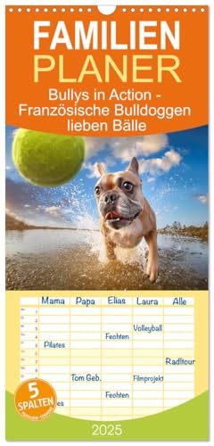 Familienplaner 2025 - Bullys in Action - Französische Bulldoggen lieben Bälle mit 5 Spalten (Wandkalender, 21 cm x 45 cm), CALVENDO